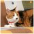 �s��f�Ձb�Ђ��P�[�X �r�[���Y ����Ƃ�i�i�`�������j�b71362