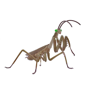 自由研究シリーズno 23 Ex 1 いきもの編 オオカマキリ 茶色 自由研究 23 Ex 1 Joshin Webショップ 通販 フジミ F ジユウケンキュウ23 Ex1 オオカマキリチャイロ