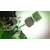 �Z�K�b�ySwitch�z�\�j�b�N �~ �V���h�E �W�F�l���[�V�����Y�@�ʏ�ŁbHAC-P-BDZZA NSW �Ư� ���޳ �ު��-��ݽ� ³�ޮ�