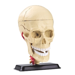 ���F�Ёb�y�Đ��Y�z�l�̖͌^�V���[�Y ���W�� 9cm�bDYS �޶޲��9cm