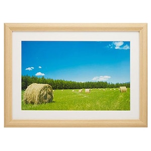 �t�W�J���[�b�ؐ��z�� YM-3 ���C�h6�؁i�ؒn�j�i�O�ʔ�-�A�N�����j�bYM-3��ޱ��� ܲ��6���