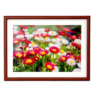 �t�W�J���[�b�ؐ��z�� M21 A4�i�u���E���j�i�O�ʔ�-PET�j�bӸ��F-M21-A4
