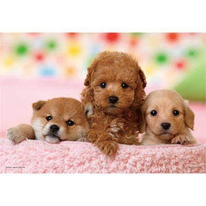 ��̂܂�b�l�����Ƃ������i�g�C�E�v�[�h�����_�b�N�X���Č��j 300�s�[�X�y03-873�z�b����03-873�޸�������