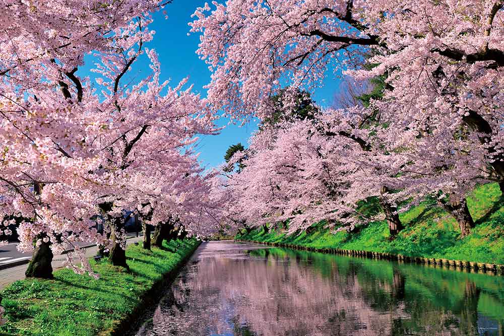 日本の風景 桜雲の弘前公園（青森） 1000ピース | やのまん