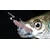 TICT�b�A�W�X�^ TG S�T�C�Y 0.8g(3�{)�b��޽�TG S����0.8g