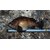 TICT�b�ڃp�b�`���X�P�[��(�X�J�C�u���[)�b����߯�ݽ���(�����ٰ)