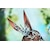 Myethos�b1/7 �A�[�~�� ������ԉ�VER.�i�A�[�N�i�C�c�j�b1/7 ���� ķҸ���ſ��VER