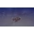 SHINSEGAE I��C�b�ySwitch�zMy Little Puppy�i�}�C���g���p�s�[�j�@�ʏ�ŁbHAC-P-BTY5A NSW ϲ ��� ����- ³�ޮ�