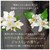 �W���[�W�I���o�[�b�X�[�p�[�t�[�h���{ �r�I�`���{�I�C�� �g���[�g�����g�i�����Ƃ�j�@�߂����p�@400���bSFL BT+��� TR R