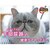 �y�b�g���C���b���f�B�t�@�X �������_�C�G�b�g 1�΂��� �`�L�����t�B�b�V���� 5.4kg(450g�~12)�b��޲̱��޲���1��F5.4