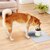 ペティオ｜アドメイト 犬用食器 フードが食べやすい脚付き陶器食器 Mサイズ｜ｲﾇﾖｳﾄｳｷｼﾖﾂｷM