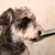 ドギーマンハヤシ｜デカ皿スプーン 犬用 銀｜ﾃﾞｶｻﾗｽﾌﾟ-ﾝ ｲﾇﾖｳｷﾞﾝ