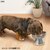 ドギーマンハヤシ｜ステンレスのテーブル食器 犬用 S｜ｽﾃﾝﾚｽﾉﾃ-ﾌﾞﾙｼﾖﾂｷｲﾇﾖｳS